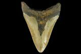 Bargain, Fossil Megalodon Tooth - North Carolina #124811-2